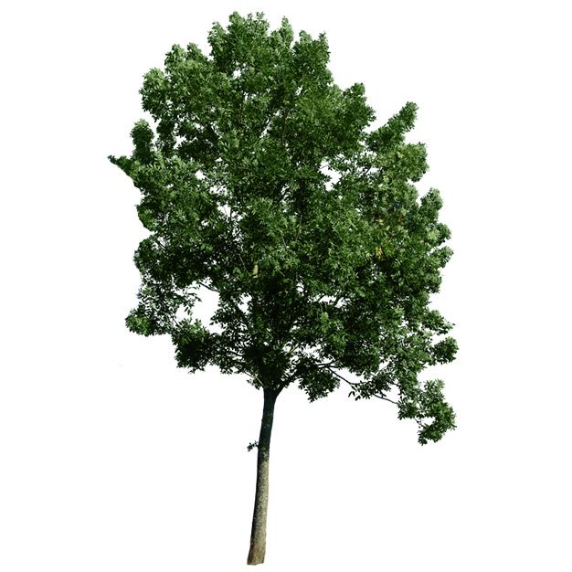 درخت png