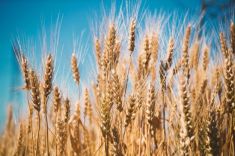 مزرعه گندم wheat field