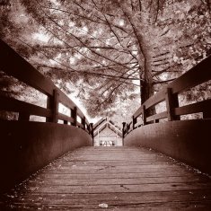 پل و درخت رویایی