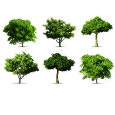 وکتور درخت  realistic tree vector