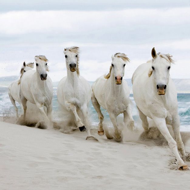 اسب های سفید زیبا