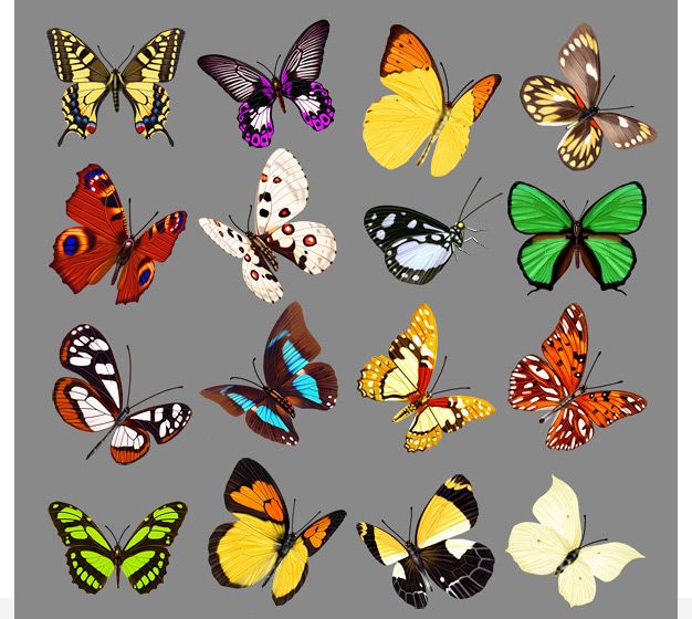 20 پروانه لایه باز 20 butterfly
