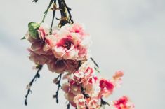 تصویر شاخه با شکوفه های صورتی